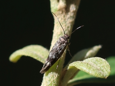 Eretmocera coracopis (A Scythrid moth (Scythrididae) at Red Hill Nature Reserve - 12 Jan 2024 by LisaH