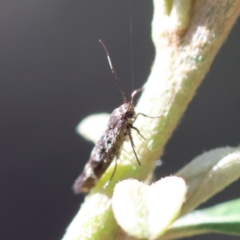 Eretmocera coracopis at Red Hill Nature Reserve - 12 Jan 2024