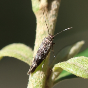 Eretmocera coracopis at Red Hill Nature Reserve - 12 Jan 2024