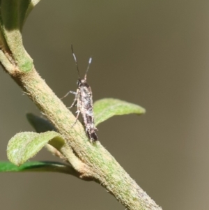 Eretmocera coracopis at Red Hill Nature Reserve - 12 Jan 2024