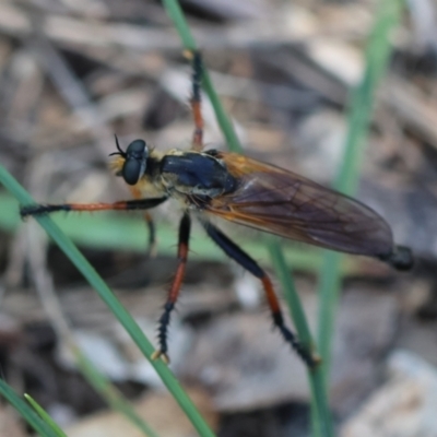 Neoscleropogon sp. (genus) (Robber fly) at Red Hill Nature Reserve - 12 Jan 2024 by LisaH