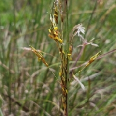 Sorghum leiocladum (Wild Sorghum) at Weetangera, ACT - 11 Jan 2024 by sangio7