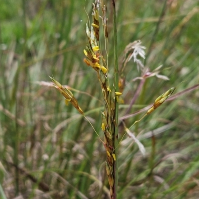 Sorghum leiocladum (Wild Sorghum) at Weetangera, ACT - 11 Jan 2024 by sangio7