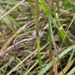 Sorghum leiocladum at The Pinnacle - 11 Jan 2024