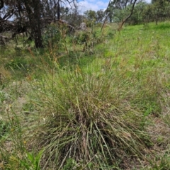 Sorghum leiocladum at The Pinnacle - 11 Jan 2024