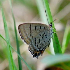 Jalmenus ictinus (Stencilled Hairstreak) at Red Hill to Yarralumla Creek - 12 Jan 2024 by LisaH