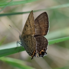 Jalmenus ictinus at Red Hill to Yarralumla Creek - 12 Jan 2024 03:45 PM