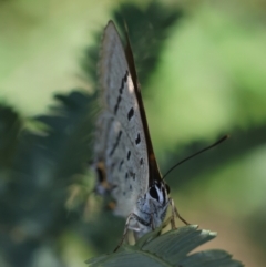 Jalmenus ictinus at Red Hill to Yarralumla Creek - 12 Jan 2024