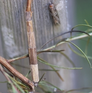 Lepidoscia arctiella at Hughes, ACT - 12 Jan 2024