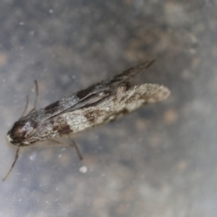 Lepidoscia arctiella at Hughes, ACT - 12 Jan 2024