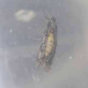 Lepidoscia arctiella at Hughes, ACT - 12 Jan 2024