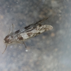 Lepidoscia arctiella at Hughes, ACT - 12 Jan 2024