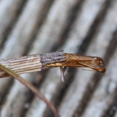 Lepidoscia arctiella at Hughes, ACT - 12 Jan 2024