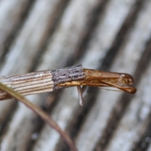 Lepidoscia arctiella at Hughes, ACT - suppressed