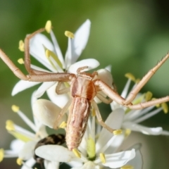Runcinia acuminata (Pointy Crab Spider) at Red Hill to Yarralumla Creek - 12 Jan 2024 by LisaH