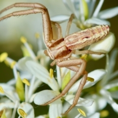 Runcinia acuminata at Hughes Grassy Woodland - 12 Jan 2024