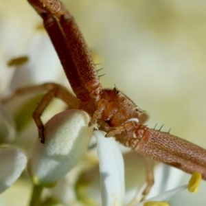 Runcinia acuminata at Hughes Grassy Woodland - 12 Jan 2024