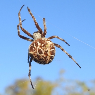 Backobourkia brounii (Broun's orb weaver) at Kambah, ACT - 12 Jan 2024 by HelenCross