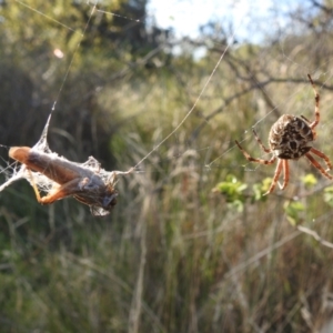 Backobourkia brounii at Cooleman Ridge - 12 Jan 2024