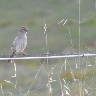 Passer domesticus (House Sparrow) at Kambah, ACT - 12 Jan 2024 by HelenCross