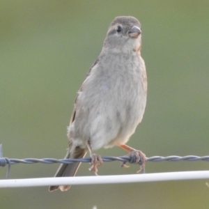 Passer domesticus at Kambah, ACT - 12 Jan 2024