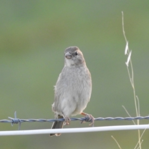 Passer domesticus at Kambah, ACT - 12 Jan 2024