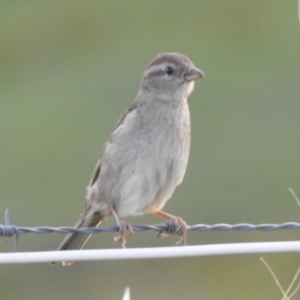 Passer domesticus at Kambah, ACT - 12 Jan 2024