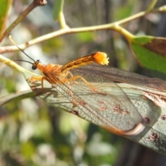 Nymphes myrmeleonoides (Blue eyes lacewing) at Kambah, ACT - 12 Jan 2024 by HelenCross