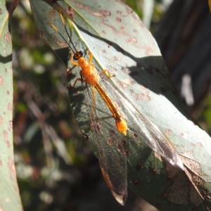 Nymphes myrmeleonoides at Kambah, ACT - 12 Jan 2024