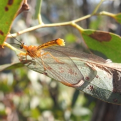 Nymphes myrmeleonoides at Kambah, ACT - 12 Jan 2024