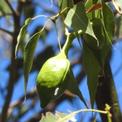 Brachychiton populneus subsp. populneus (Kurrajong) at Kambah, ACT - 12 Jan 2024 by HelenCross