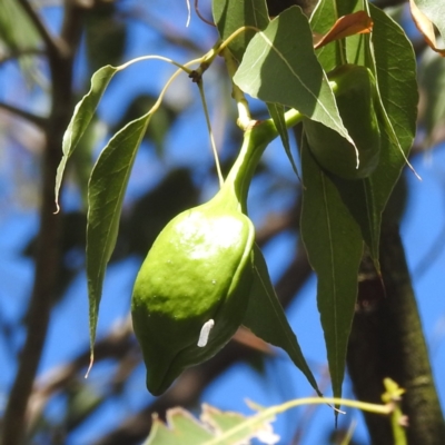 Brachychiton populneus subsp. populneus (Kurrajong) at Kambah, ACT - 12 Jan 2024 by HelenCross