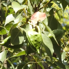 Brachychiton populneus subsp. populneus at Kambah, ACT - 12 Jan 2024