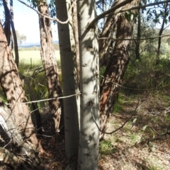 Brachychiton populneus subsp. populneus at Kambah, ACT - 12 Jan 2024