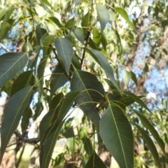 Brachychiton populneus subsp. populneus at Kambah, ACT - 12 Jan 2024