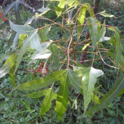 Brachychiton populneus subsp. populneus (Kurrajong) at Kambah, ACT - 12 Jan 2024 by HelenCross