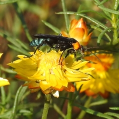 Ferreola handschini (Orange-collared Spider Wasp) at Cooleman Ridge - 12 Jan 2024 by HelenCross