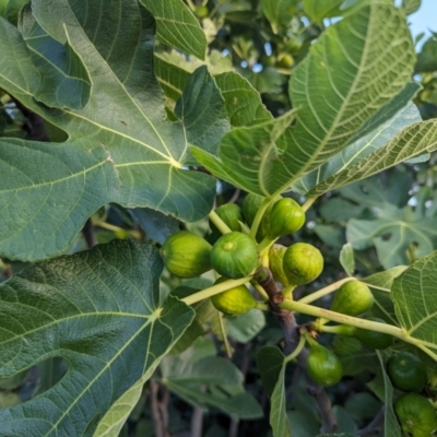 Ficus carica (Fig) at Cooleman Ridge - 12 Jan 2024 by HelenCross