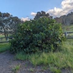 Ficus carica at Cooleman Ridge - 12 Jan 2024 06:52 PM