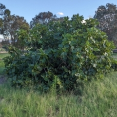 Ficus carica at Cooleman Ridge - 12 Jan 2024