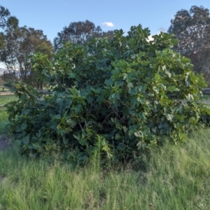 Ficus carica at Cooleman Ridge - 12 Jan 2024