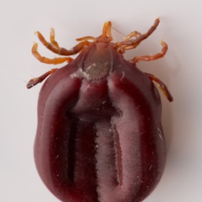 Unverified Mite and Tick (Acarina) at Wheeler Heights, NSW - 4 Nov 2023 by Katbirfdsnaps