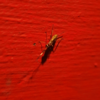 Ichneumonoidea (Superfamily) (A species of parasitic wasp) at QPRC LGA - 13 Jan 2024 by Csteele4