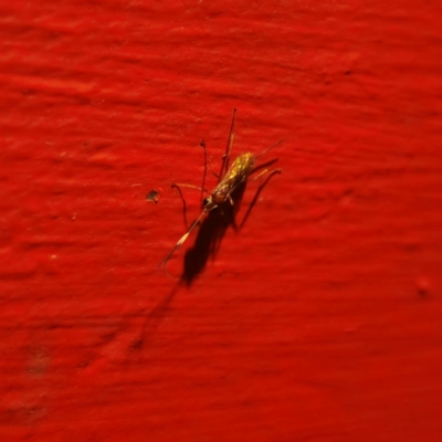 Unidentified Parasitic wasp (numerous families) at Captains Flat, NSW - 12 Jan 2024 by Csteele4