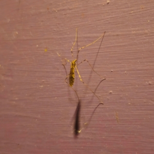 Limoniidae (family) at QPRC LGA - suppressed