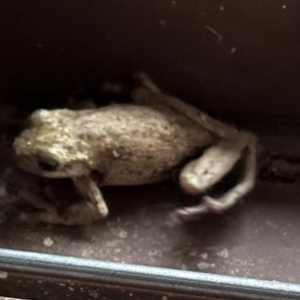 Litoria peronii at Kangaroo Valley, NSW - suppressed