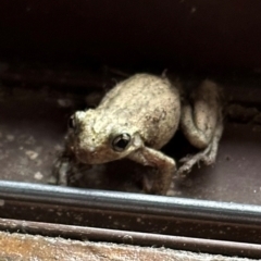 Litoria peronii at Kangaroo Valley, NSW - suppressed