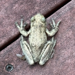 Litoria peronii at Kangaroo Valley, NSW - suppressed