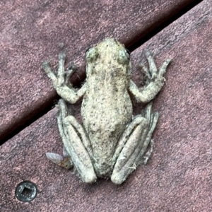 Litoria peronii at Kangaroo Valley, NSW - 13 Jan 2024