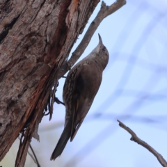 Cormobates leucophaea (White-throated Treecreeper) at Gossan Hill - 11 Jan 2024 by Trevor